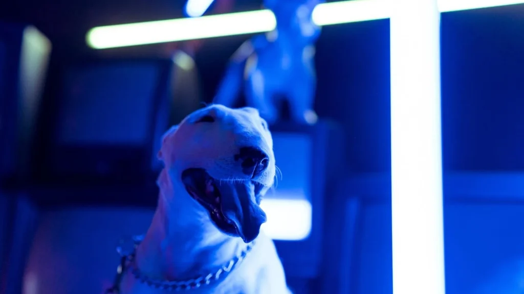 gdzie na spacer z psem w warszawie petsitter pethomer wyprowadzanie psow