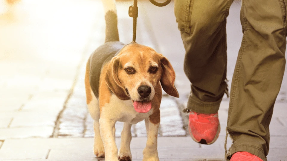 Pomysły na aktywność z psem w Łodzi