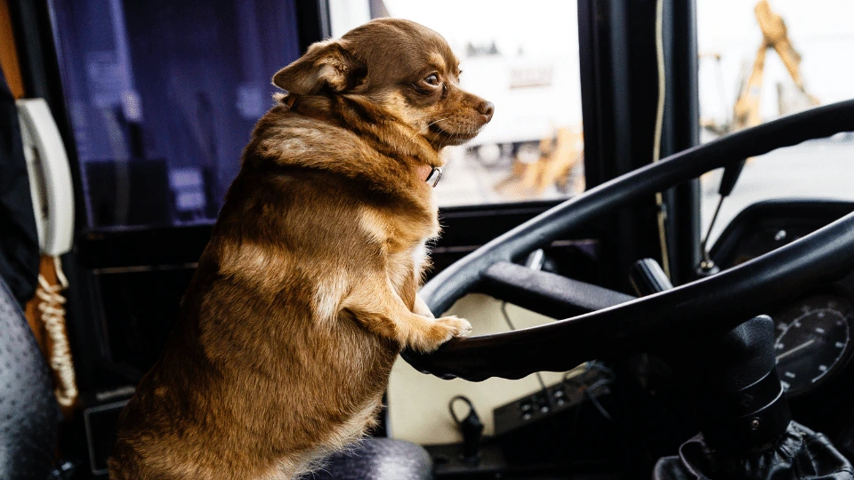 Pomysły na aktywność z psem w Łodzi