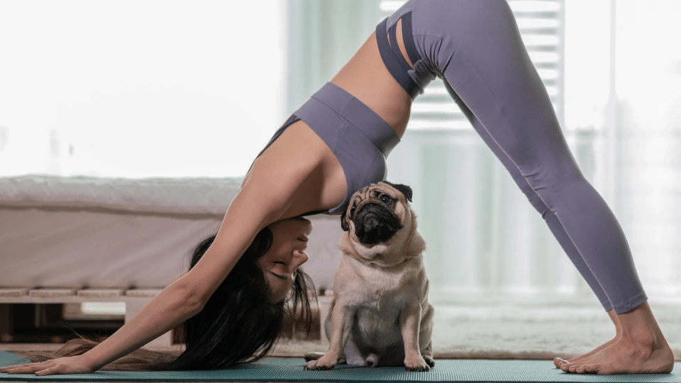 Pomysły na aktywność z psem w Łodzi