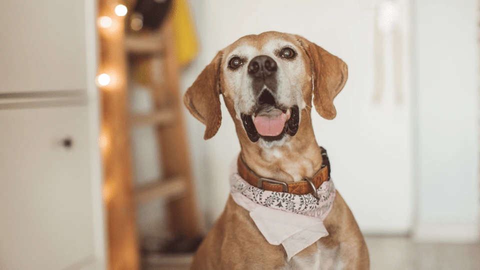 Pomysły na aktywność z psem w Łodzi