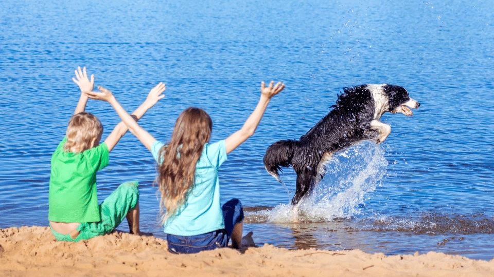 Pomysły na aktywność z psem w Łodzi