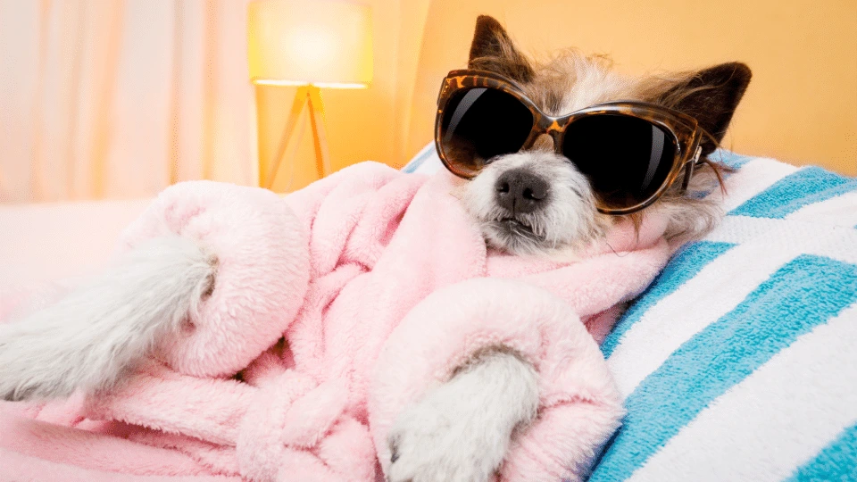 Pomysły na aktywność z psem w Łodzi