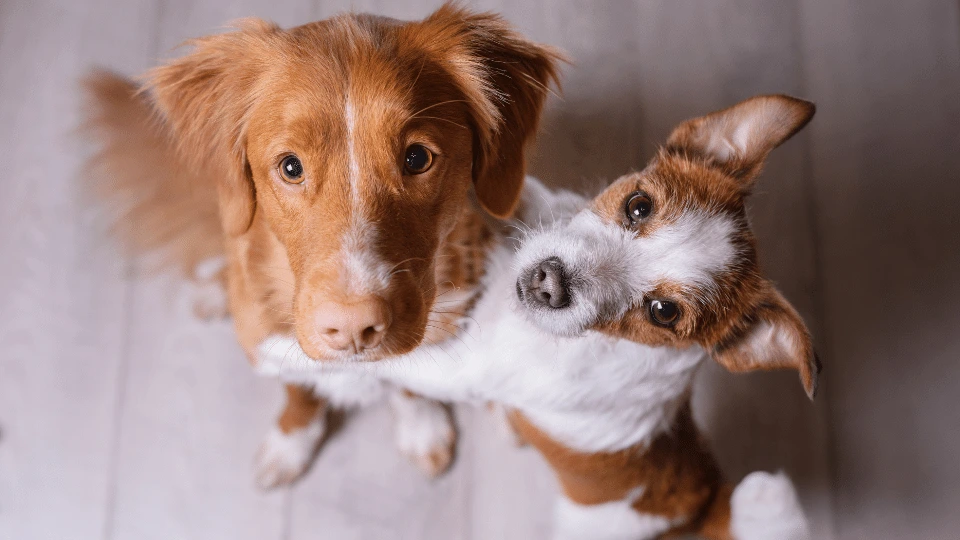 Hotele przyjazne psom w Katowicach