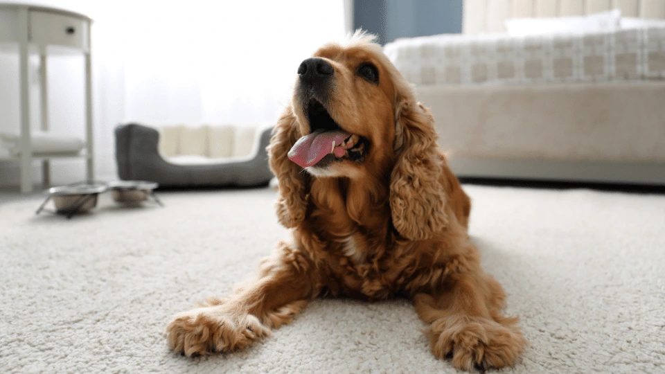 Hotele przyjazne psom w Katowicach