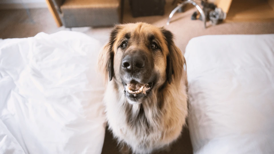 Hotele przyjazne psom w Katowicach