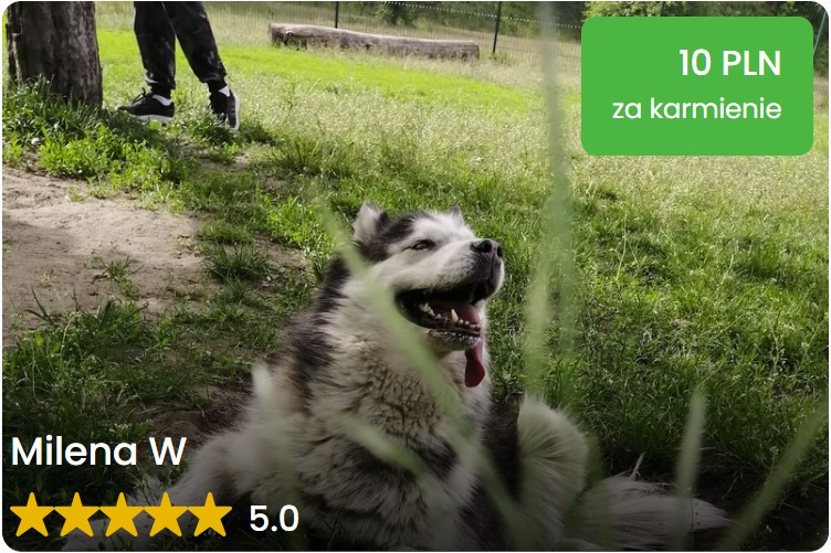 szybkie karmienie bydgoszcz pet sitter