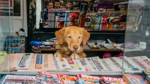 aplikacja mobilna pethomer pies w pracy