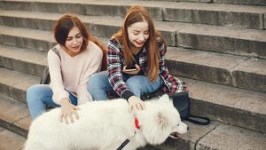 aplikacja mobilna pethomer opieka nad psem