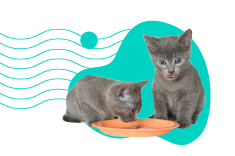 Karma kitten — dla jakich kociaków przeznaczone są takie produkty?