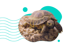 Terrarium dla żółwia — jak przygotować lokum dla tego gada?