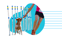 Agility dla psa — wymagania, sprzęt, wskazówki