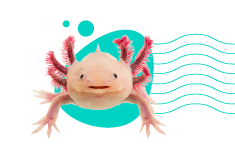 Aksolotl (ambystoma meksykańska) — wszystkie informacje i opis gatunku