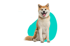 Akita inu — charakter, opis rasy, cena