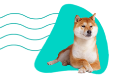 Shiba inu — charakter, opis rasy, cena