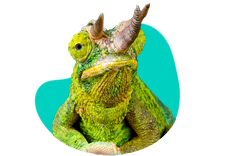 Kameleon jacksona — charakterystyka, terrarium, wymagania