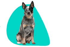 Australian cattle dog — wszystkie informacje i opis rasy