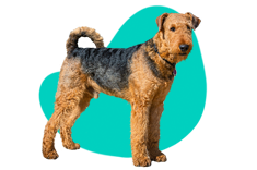 Airedale terrier — charakter i opis rasy