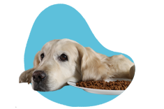 Co je golden retriever — jak karmić goldena?