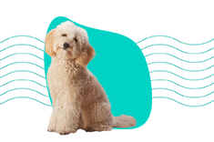 Maltipoo - wszystkie informacje i opis hybrydowej rasy