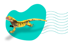 Hodowla gekona orzęsionego (Correlophus Ciliatus) - opis gatunku i wszystkie informacje