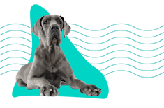 Dog niemiecki — opis rasy, charakter, cena