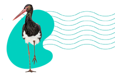 Bocian czarny (Ciconia nigra) — występowanie, opis gatunku