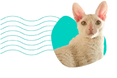 Cornish rex — co warto wiedzieć o tej rasie?