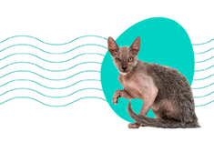 Lykoi (kot wilkołak) — opis rasy, charakter, ciekawostki