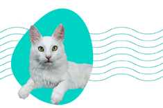 Angora turecka — opis rasy, charakter, ciekawostki
