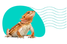 Agama brodata — wszystkie informacje i opis gatunku