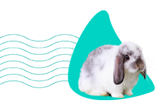 Królik baranek (mini lop) – wszystkie informacje i opis rasy