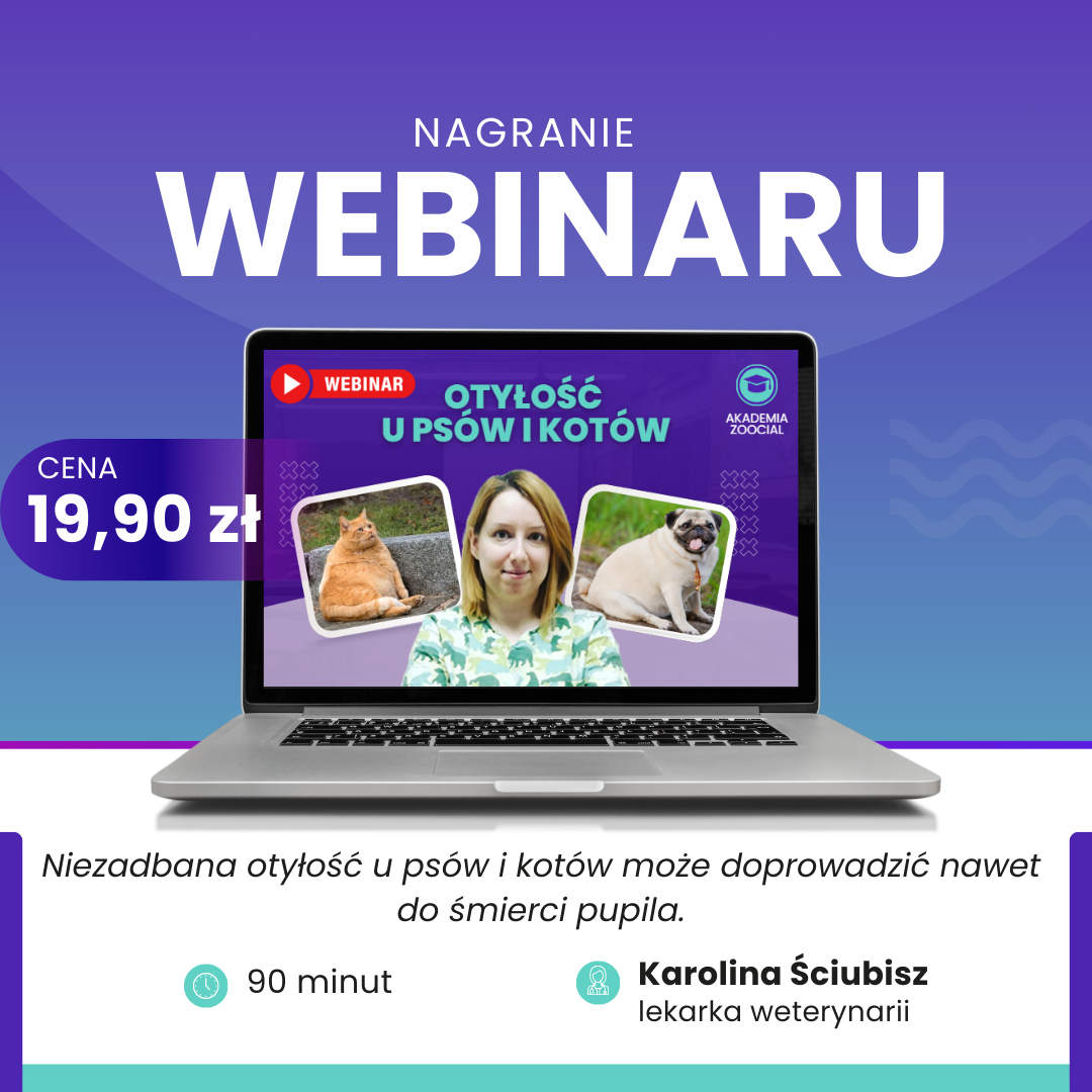 Akademia Zoocial - pierwszy ekspercki webinar o otyłości u psów i kotów