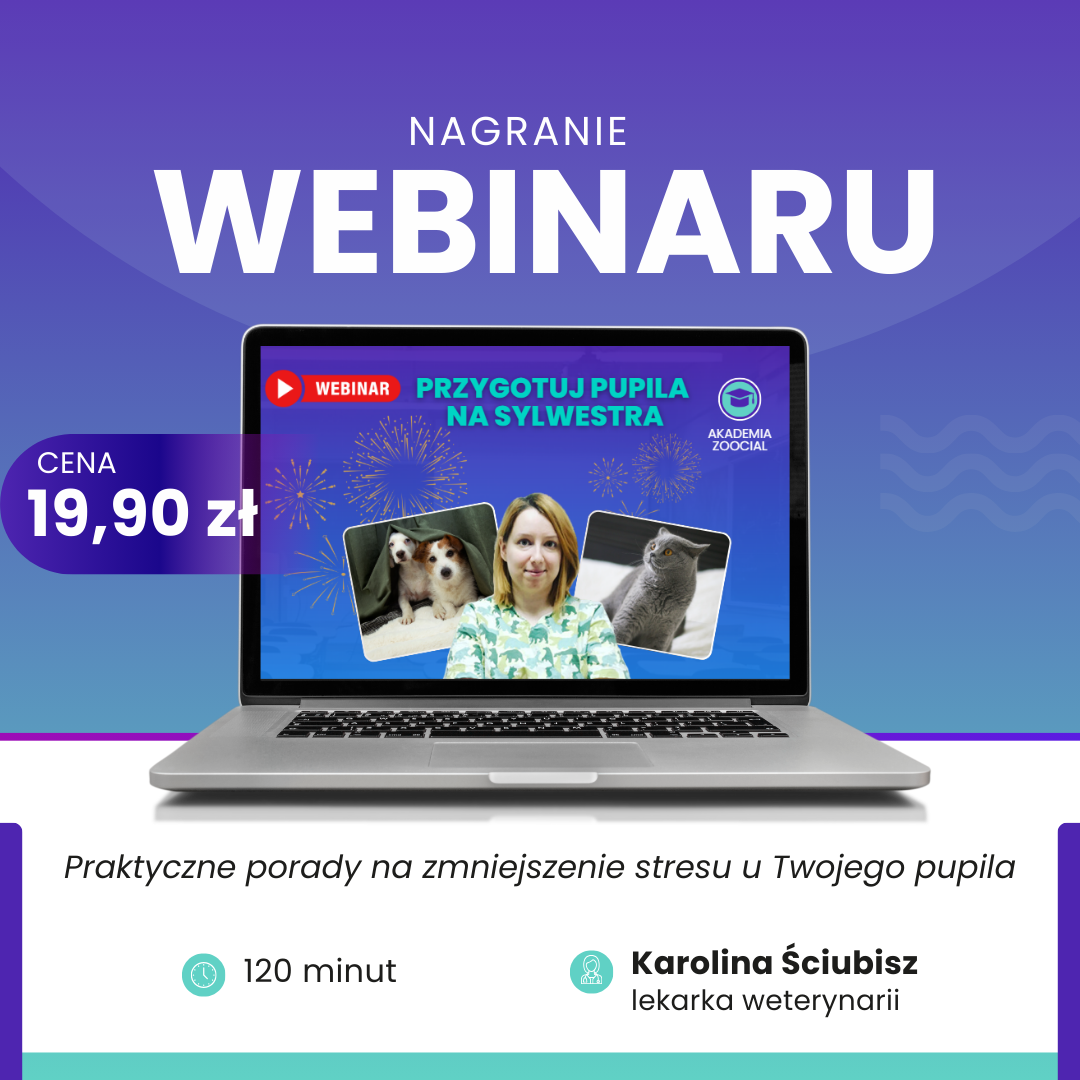 Sylwester z psem lub kotem: jak zadbać o ich spokój? Drugi webinar Akademii Zoocial