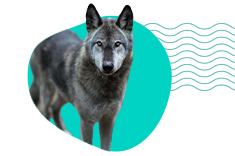 Wilczak amerykański (American Wolfdog)